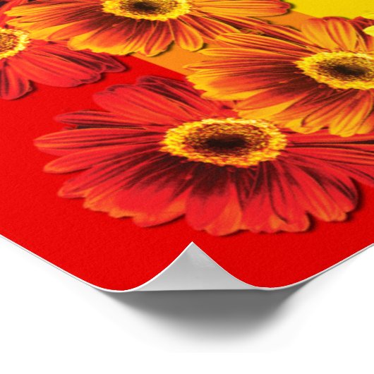 Rainbow Daisies Poster (Hoek)