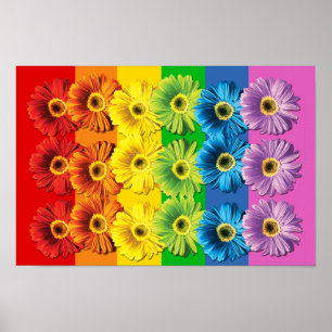 Rainbow Daisies Poster