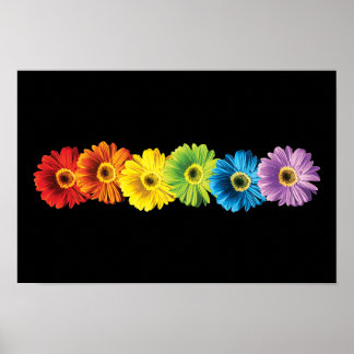 Rainbow Daisies Poster