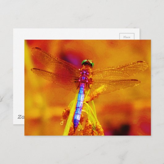 Rainbow Dragonfly op amber en fuschia Briefkaart (Voorkant / Achterkant)