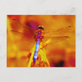 Rainbow Dragonfly op amber en fuschia Briefkaart (Voorkant)