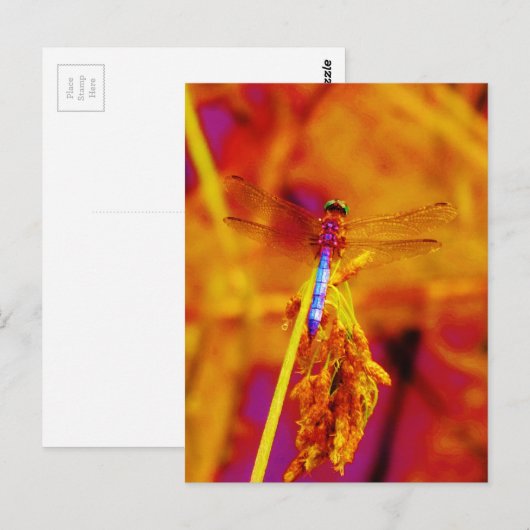 Rainbow Dragonfly op amber en fuschia Briefkaart (Voorkant / Achterkant)