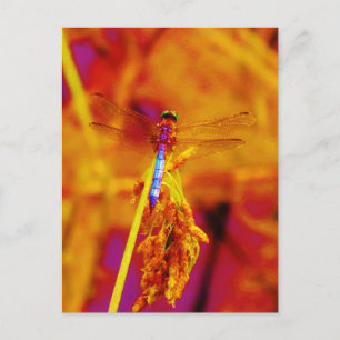 Rainbow Dragonfly op amber en fuschia Briefkaart