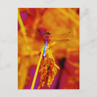 Rainbow Dragonfly op amber en fuschia Briefkaart