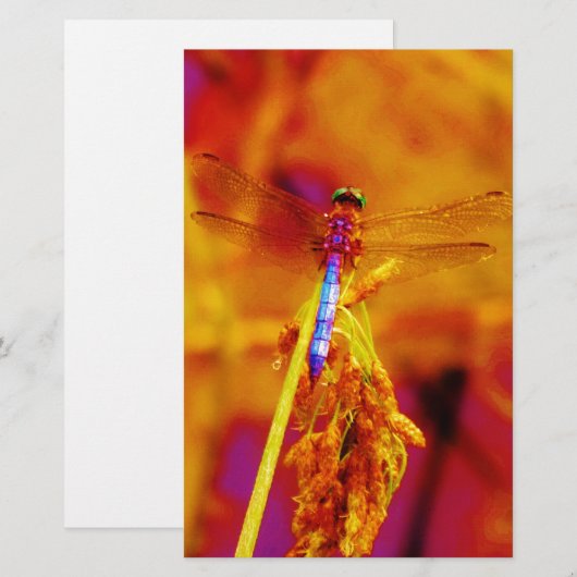 Rainbow Dragonfly op amber en fuschia Briefpapier (Voorkant / Achterkant)