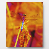 Rainbow Dragonfly op amber en fuschia Fotoplaat (Voorkant)