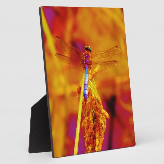 Rainbow Dragonfly op amber en fuschia Fotoplaat (Zijkant)