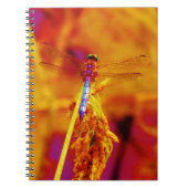 Rainbow Dragonfly op amber en fuschia Notitieboek (Voorkant)