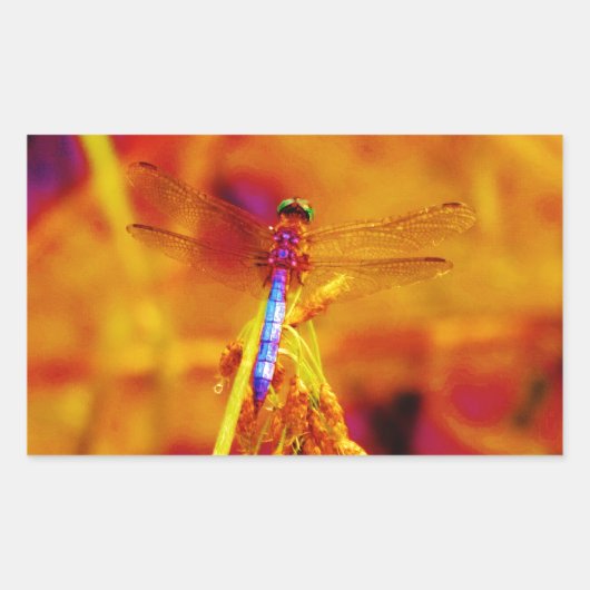 Rainbow Dragonfly op amber en fuschia Rechthoekige Sticker (Voorkant)