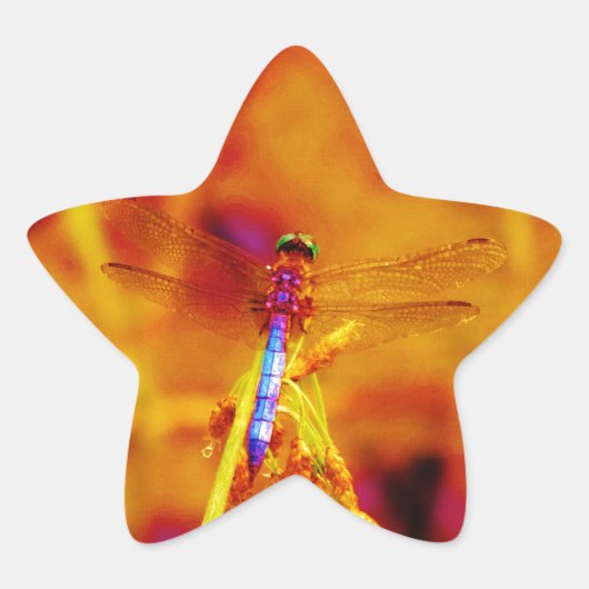 Rainbow Dragonfly op amber en fuschia Ster Sticker (Voorkant)