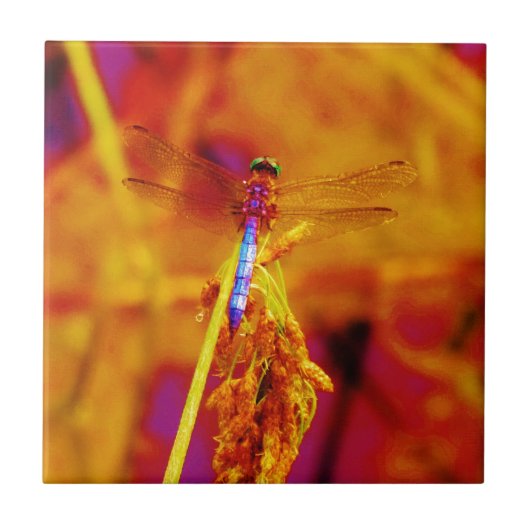 Rainbow Dragonfly op amber en fuschia Tegeltje (Voorkant)