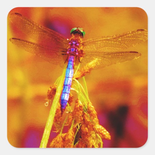 Rainbow Dragonfly op amber en fuschia Vierkante Sticker (Voorkant)