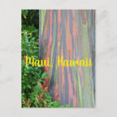 Rainbow Eucalyptus Tree Maui, Hawaii Briefkaart (Voorkant)