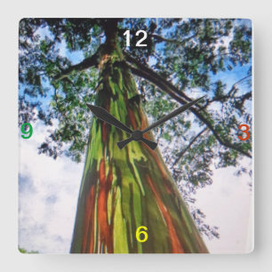Rainbow Eucalyptus Tree Wall klok