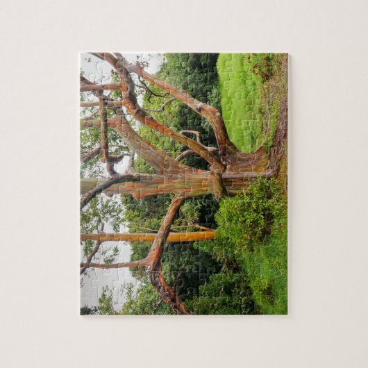 Rainbow Eucalyptus Trees, Maui, Hawaii, VS Legpuzzel (Verticaal)