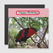 Rainbow Feathers: Australische Lorikeet, (Voorkant / Achterkant)