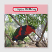 Rainbow Feathers: Australische Lorikeet, (Voorkant)