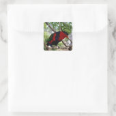 Rainbow Feathers: Australische Lorikeet, Vierkante Sticker (Tas)