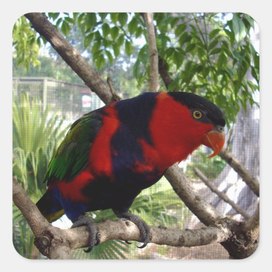 Rainbow Feathers: Australische Lorikeet, Vierkante Sticker (Voorkant)