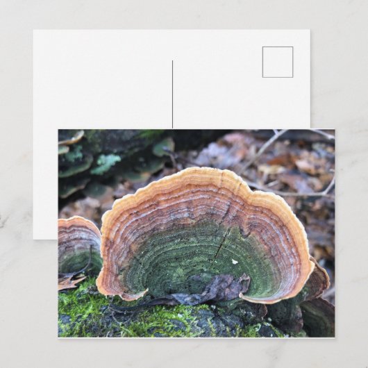 Rainbow Fungus Briefkaart (Voorkant / Achterkant)