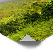 Rainbow-Hakipuu Poster (Hoek)