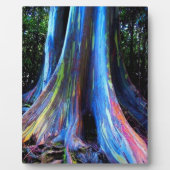 RAINBOW HAWAII EUCALYPTUS TREE FOTOPLAAT (Voorkant)