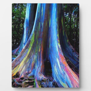 RAINBOW HAWAII EUCALYPTUS TREE FOTOPLAAT