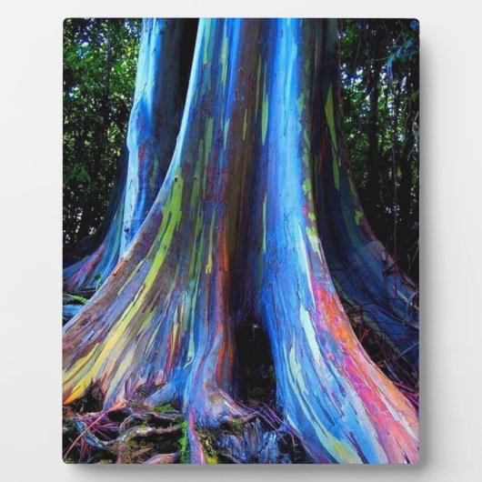 RAINBOW HAWAII EUCALYPTUS TREE FOTOPLAAT (Voorkant)