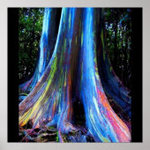 RAINBOW HAWAII EUCALYPTUS TREE poster (Voorkant)