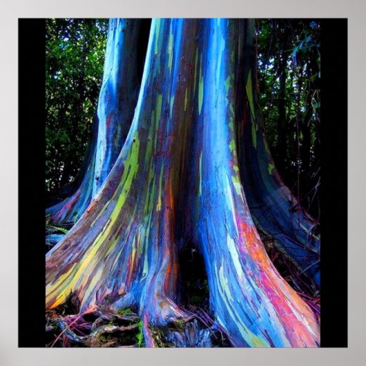 RAINBOW HAWAII EUCALYPTUS TREE poster (Voorkant)