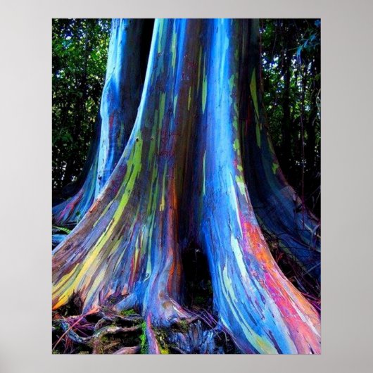 RAINBOW HAWAII EUCALYPTUS TREE POSTER (Voorkant)
