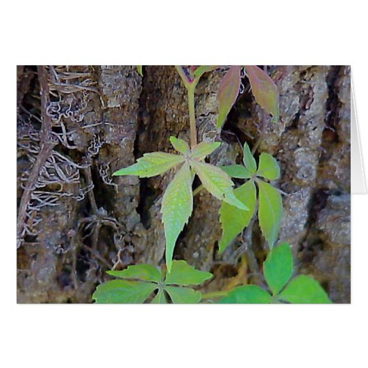Rainbow Leaves-kaart (Voorkant Horizontaal)