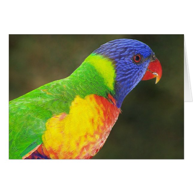 Rainbow Lorikeet (Voorkant Horizontaal)
