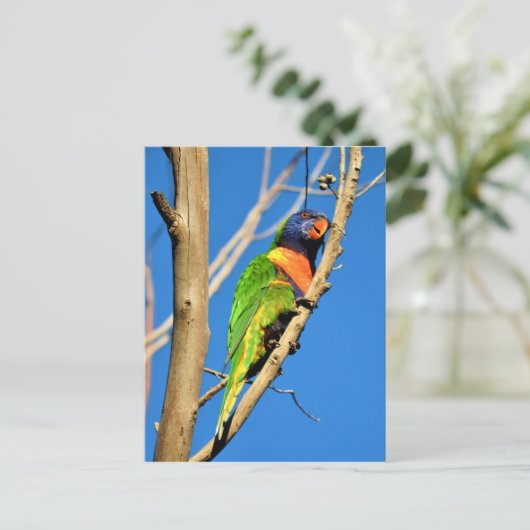 Rainbow Lorikeet Briefkaart (Staand voorkant)