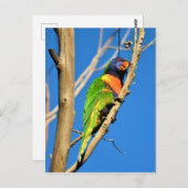 Rainbow Lorikeet Briefkaart (Voorkant / Achterkant)