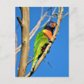 Rainbow Lorikeet Briefkaart (Voorkant)