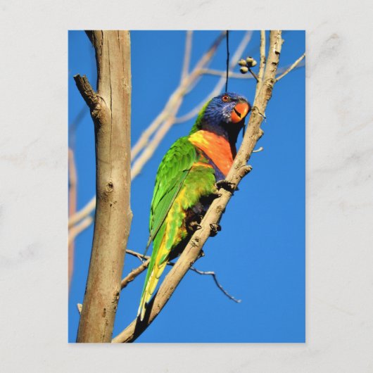 Rainbow Lorikeet Briefkaart (Voorkant)