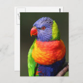 Rainbow Lorikeet Briefkaart (Voorkant / Achterkant)