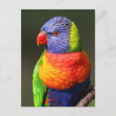 Rainbow Lorikeet Briefkaart (Voorkant)