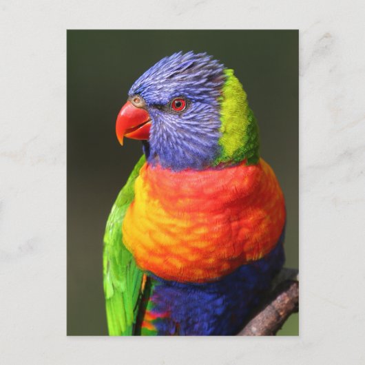 Rainbow Lorikeet Briefkaart (Voorkant)