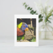 Rainbow Lorikeet Briefkaart (Staand voorkant)