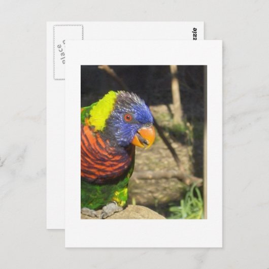 Rainbow Lorikeet Briefkaart (Voorkant / Achterkant)