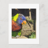 Rainbow Lorikeet Briefkaart (Voorkant)