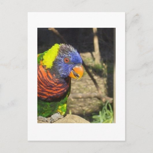 Rainbow Lorikeet Briefkaart (Voorkant)