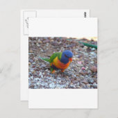 Rainbow Lorikeet Briefkaart (Voorkant / Achterkant)