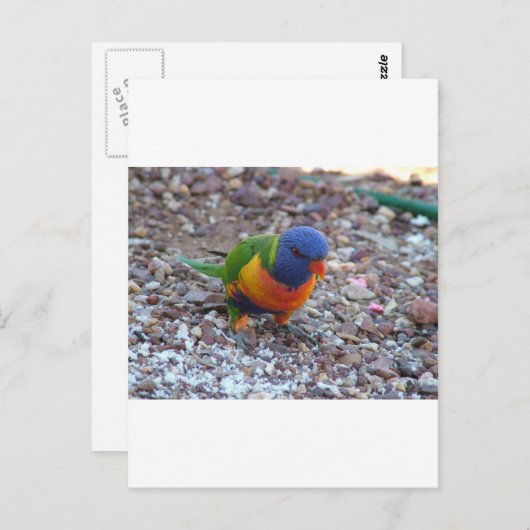 Rainbow Lorikeet Briefkaart (Voorkant / Achterkant)