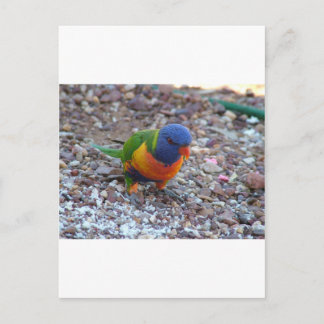 Rainbow Lorikeet Briefkaart