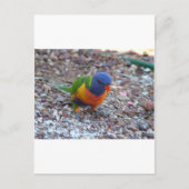 Rainbow Lorikeet Briefkaart (Voorkant)