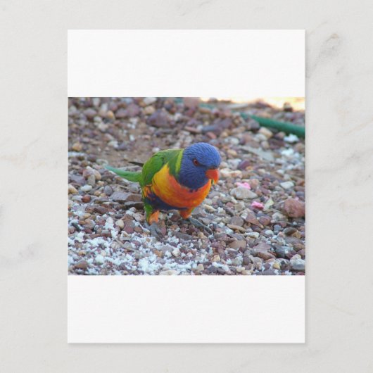 Rainbow Lorikeet Briefkaart (Voorkant)
