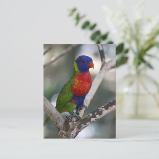 Rainbow Lorikeet Briefkaart (Staand voorkant)